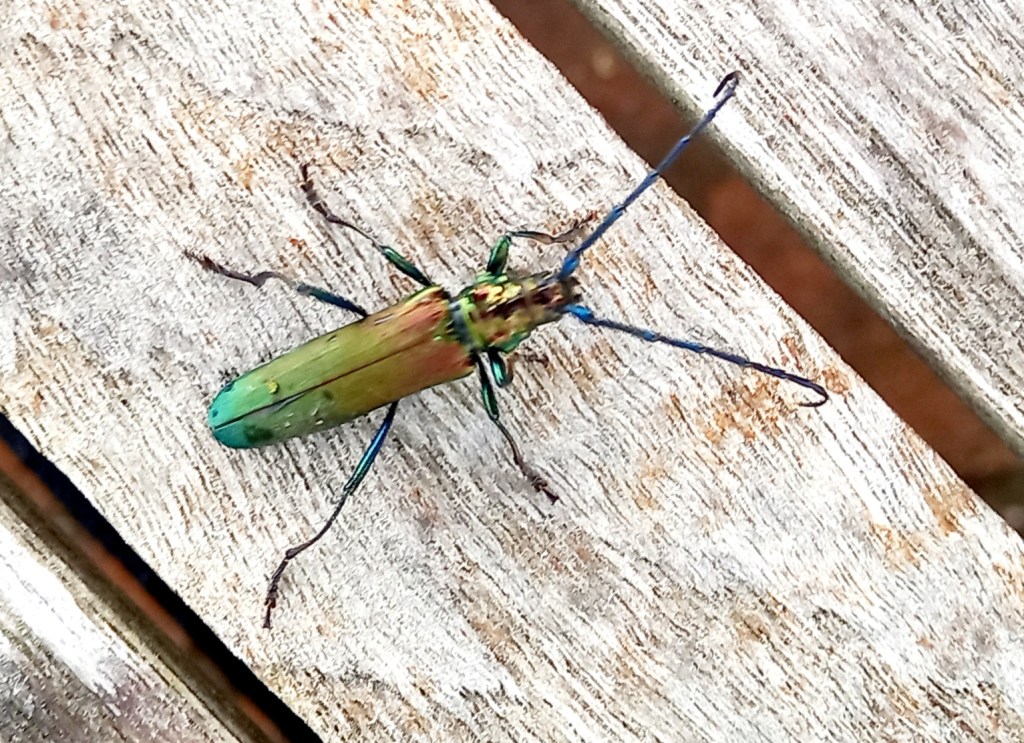 Seltener Gast auf der&nbsp;Kaffeetafel