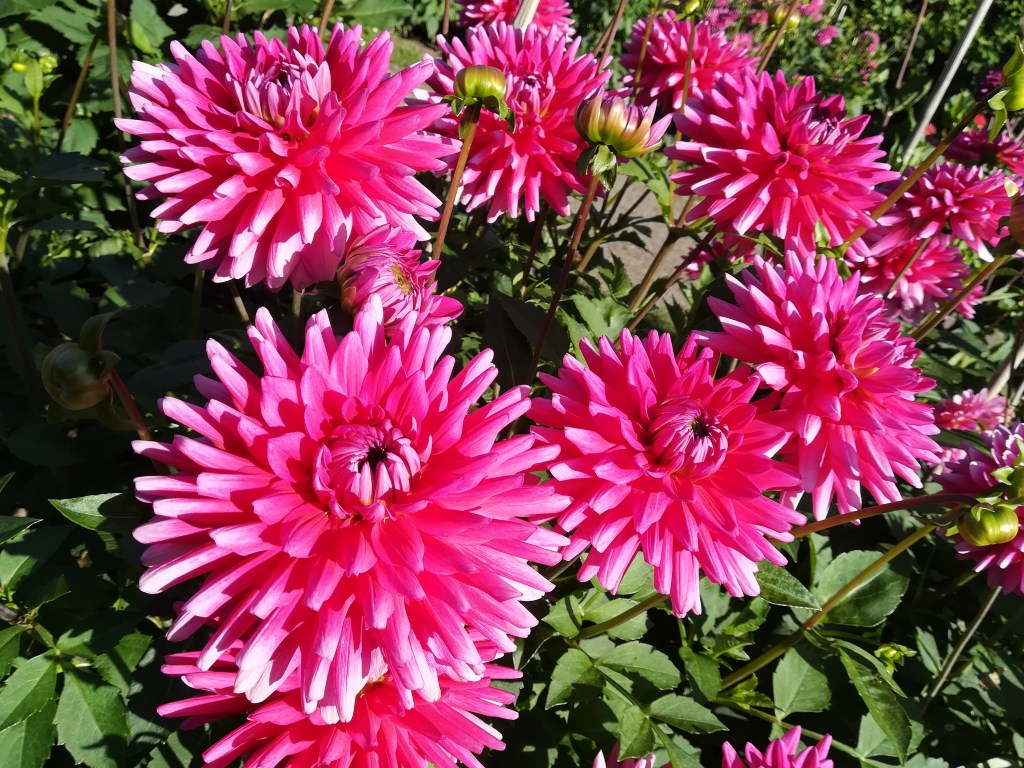 Gera feiert wieder Tierpark- und&nbsp;Dahlienfest