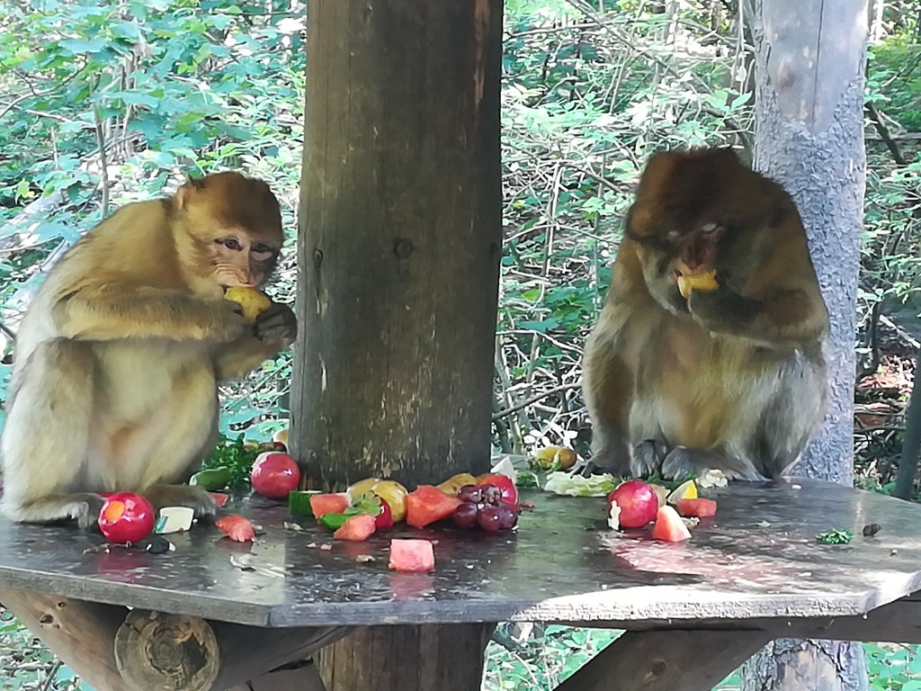 Tierpark Gera gewinnt überregional an&nbsp;Popularität
