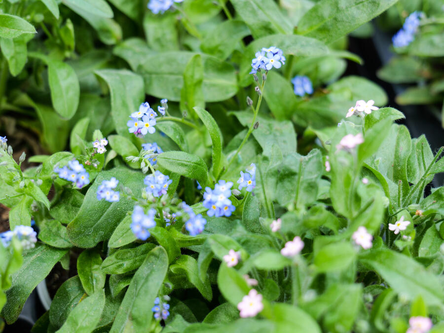 Pflanzaktion „Vergissmeinnicht“ in&nbsp;Reichenbach