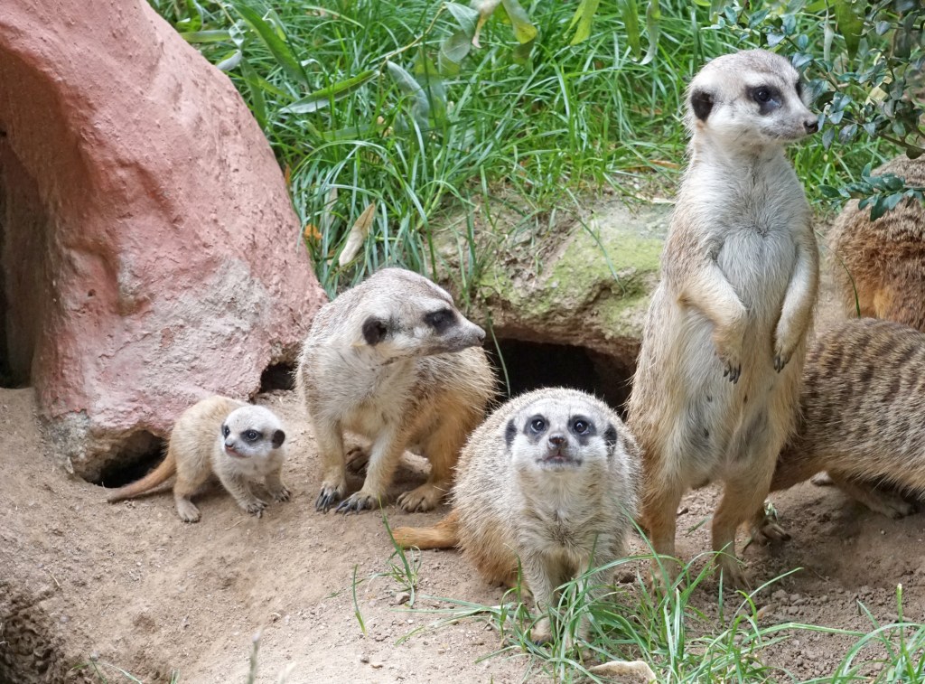 70 Jahre Inselzoo Altenburg wird groß&nbsp;gefeiert