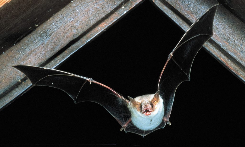 Fledermausnacht am 24. und 25. August in Thüringen