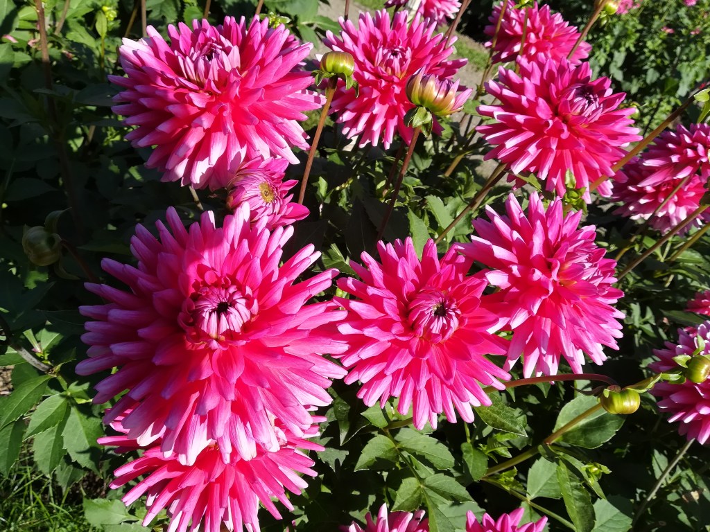 Gera feiert wieder Tierpark- und&nbsp;Dahlienfest