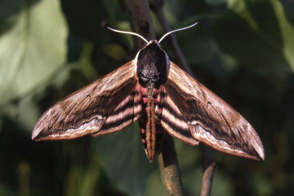 Jenaer Falternächte: Insekten im Jenaer Forst&nbsp;beobachten