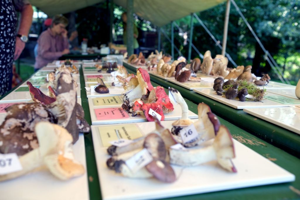 Der Botanische Garten Gera lädt zum Erntefest&nbsp;ein