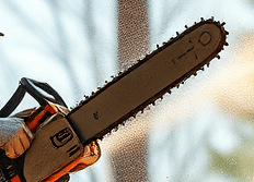 Baumpflegearbeiten in Altenburg schon&nbsp;begonnen