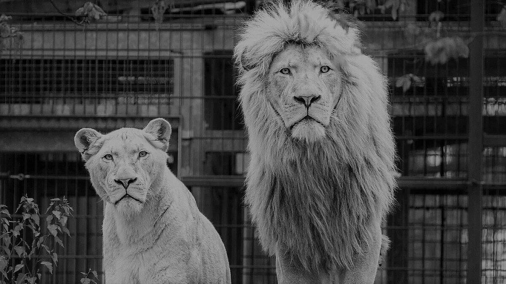 Gera trauert um Löwen Mufassa