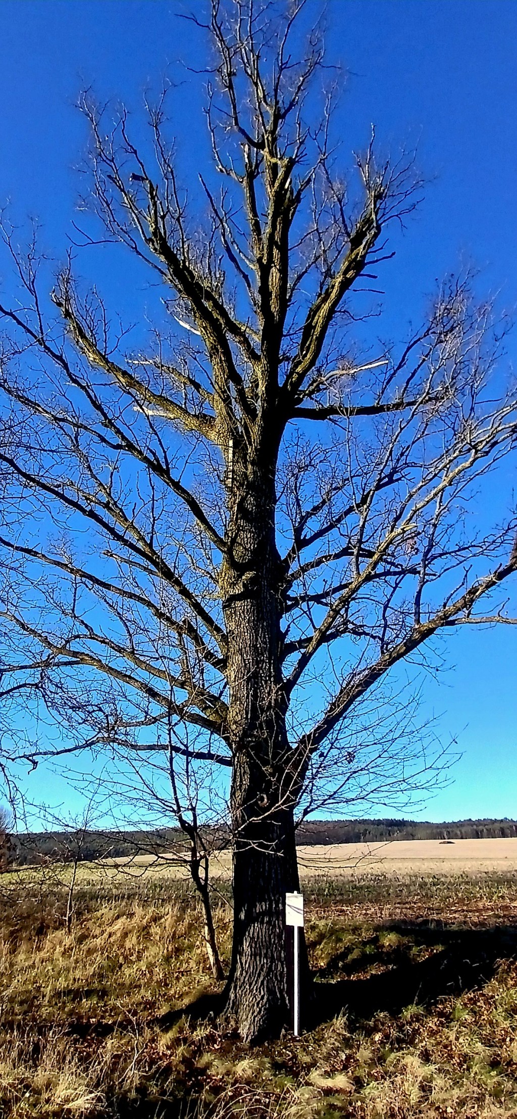 Eiche erinnert an einen grausamen Mord im&nbsp;Vogtland