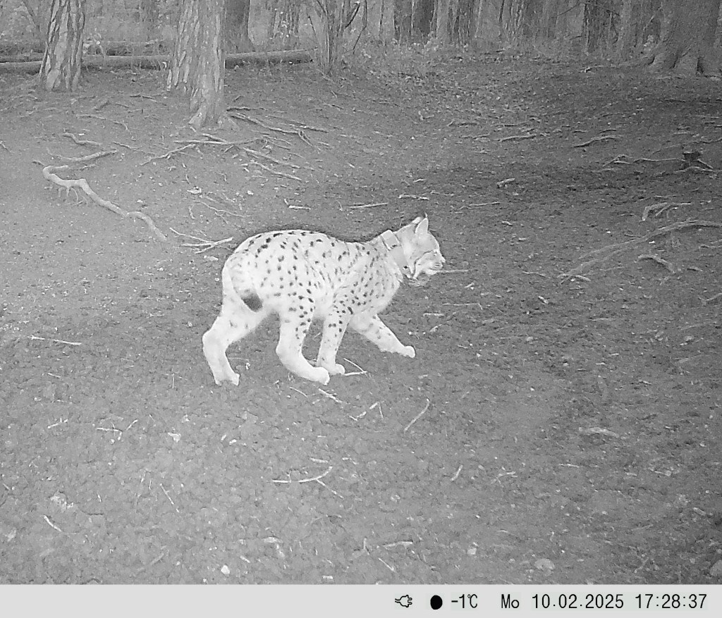 Luchsin NOVA streift durchs mittlere&nbsp;Saaletal