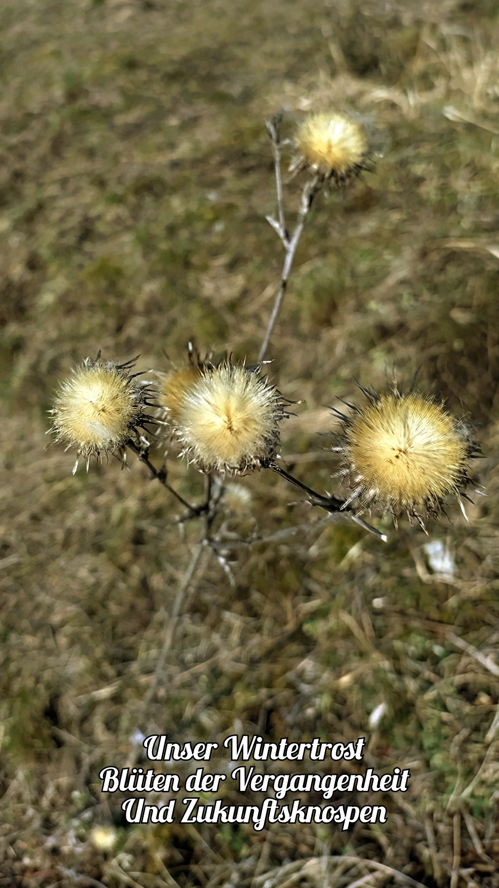 Haiku des Tages vom 6. Februar&nbsp;2025