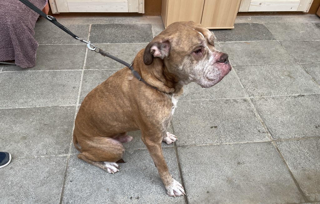 Unbekannte setzen abgemagerten Hund an der B92 im Kreis Greiz&nbsp;aus