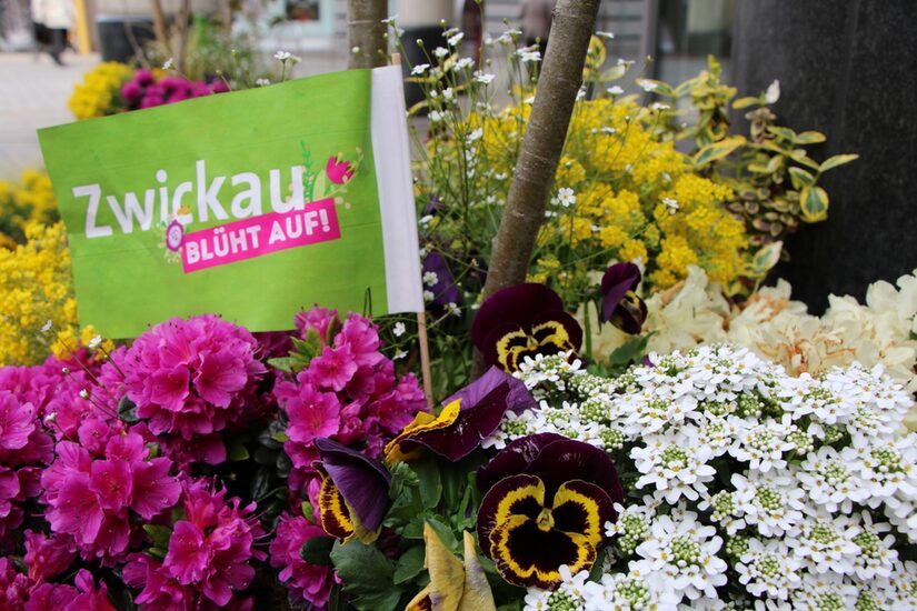 Zwickau blüht auf – wer macht mit?