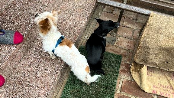 Junger Mann setzt Hundewelpen in Gera&nbsp;aus