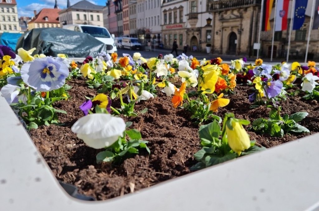 Farbtupfer in Altenburg erfreuen das&nbsp;Auge