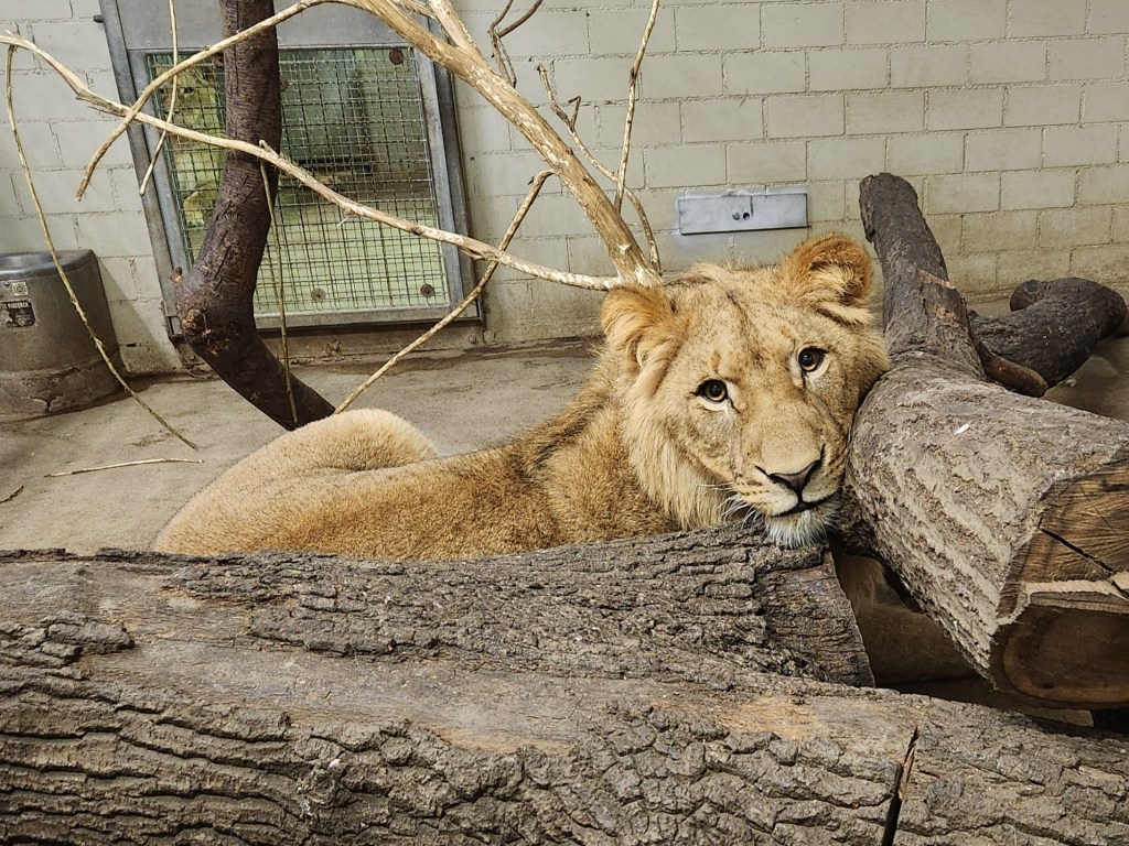 Tierpark Gera bekommt einen neuen&nbsp;Löwen