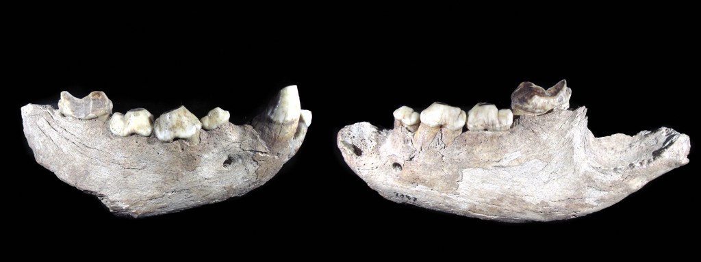 Museen in Gera präsentieren zwei getrennte Kieferhälften einer&nbsp;Höhlenhyäne