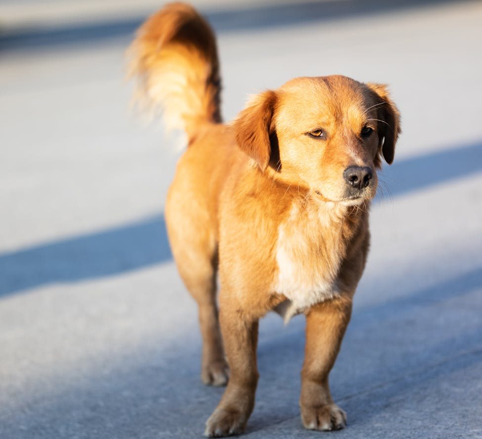 Hinterlassenschaften von Vierbeinern sorgen in Rudolstadt für&nbsp;Unmut