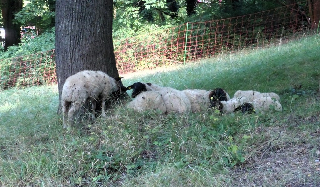 In Apolda beweiden Schafe und Ziegen städtische&nbsp;Grünflächen