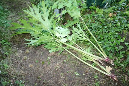 Zwickau sagt dem Riesenbärenklau den Kampf&nbsp;an