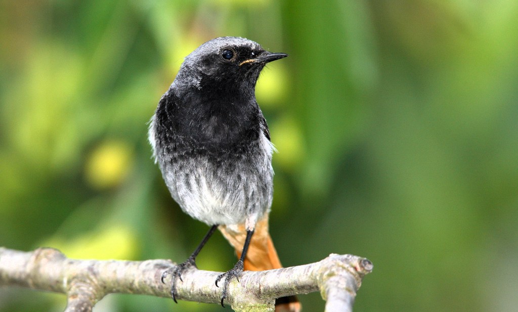 „Stunde der Gartenvögel“ – Vogelzählung in&nbsp;Thüringen