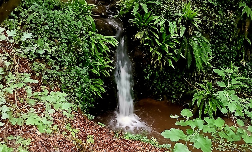 Pulsbachklamm – wild-romantisch hinauf zum&nbsp;Rheinsteig