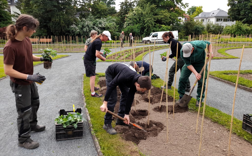 Pflanzung im Geraer Dahliengarten&nbsp;abgeschlossen