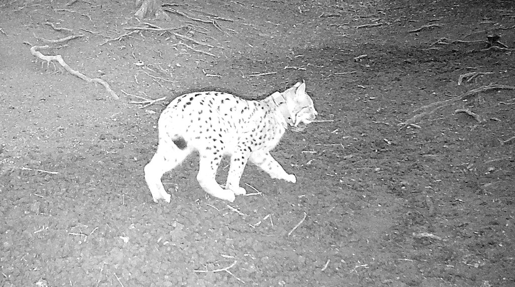 Mehr Luchse in&nbsp;Thüringen