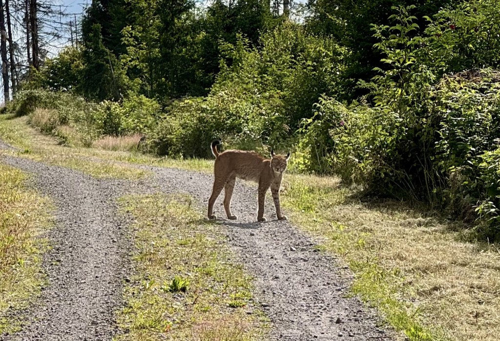 Eine Luchsbegegnung am&nbsp;Rennsteig