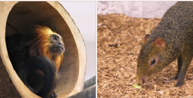 Neue Bewohner im Geraer Tierpark&nbsp;eingezogen