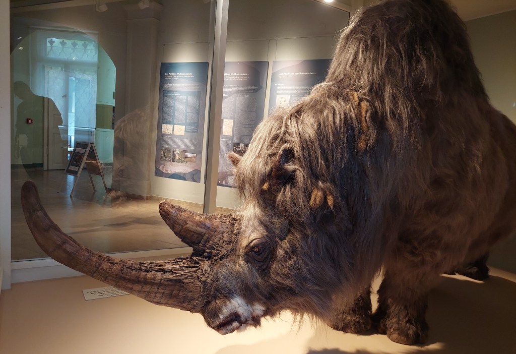 „Eiszeit-Führung“ im Geraer Naturkundemuseum