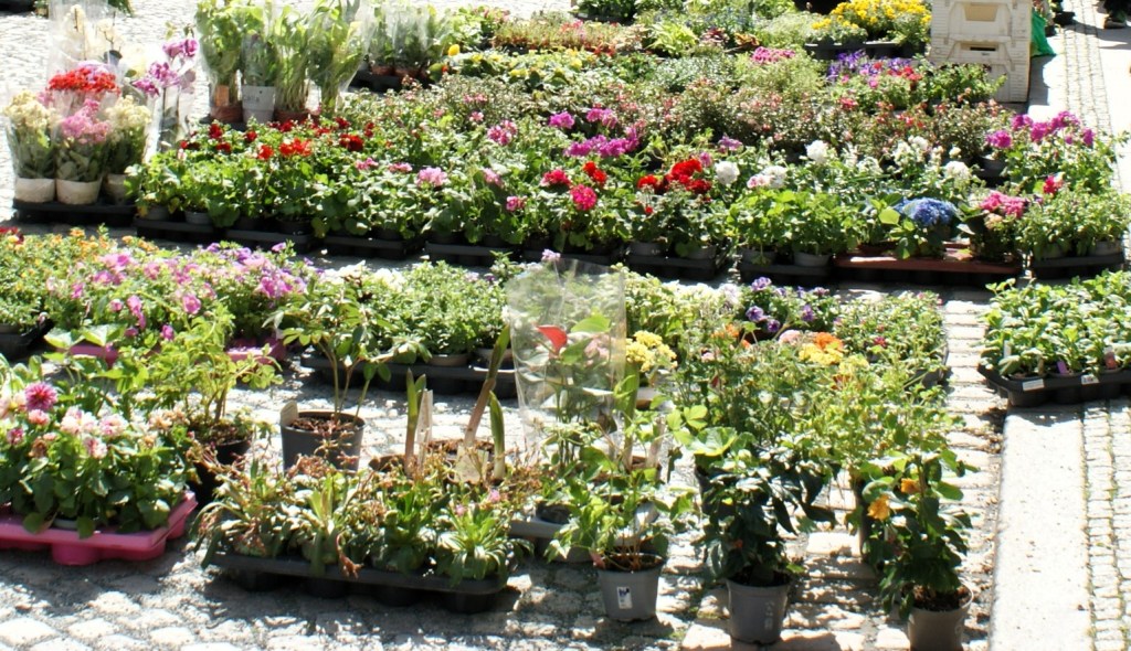 62. Geraer Gärtnermarkttage Anfang&nbsp;September