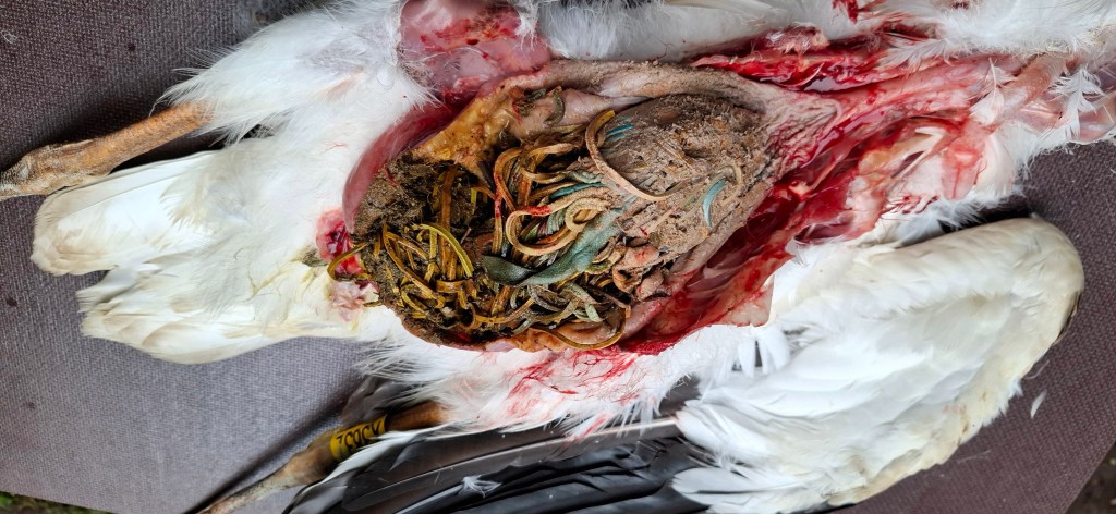 Acht junge Weißstörche in Thüringen&nbsp;verendet