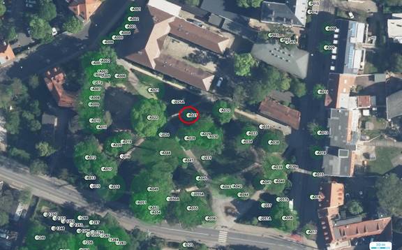 Pyramiden-Eiche in Weimar muss gefällt&nbsp;werden