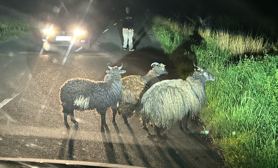 Leichtsinnige Schafe in Sondershausen auf der&nbsp;Flucht