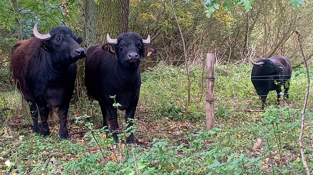 Exkursion zu den Altenburger&nbsp;Wasserbüffeln