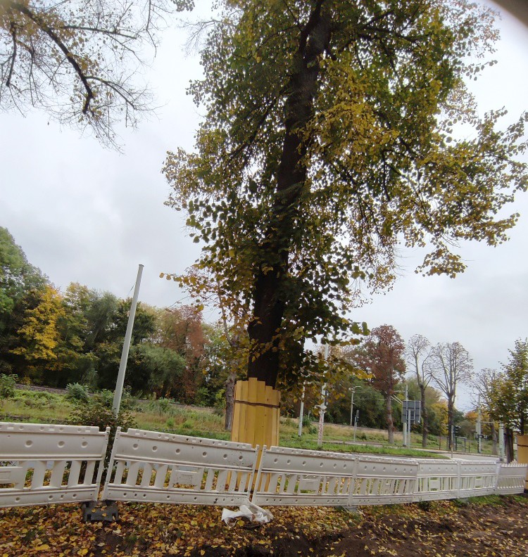 Baumfällungen in Jena&nbsp;geplant