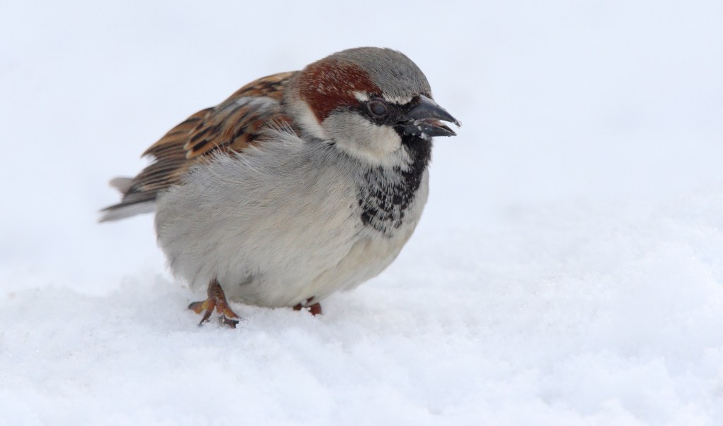 Stunde der Wintervögel: Spitzenreiter Haussperling im&nbsp;Sinkflug