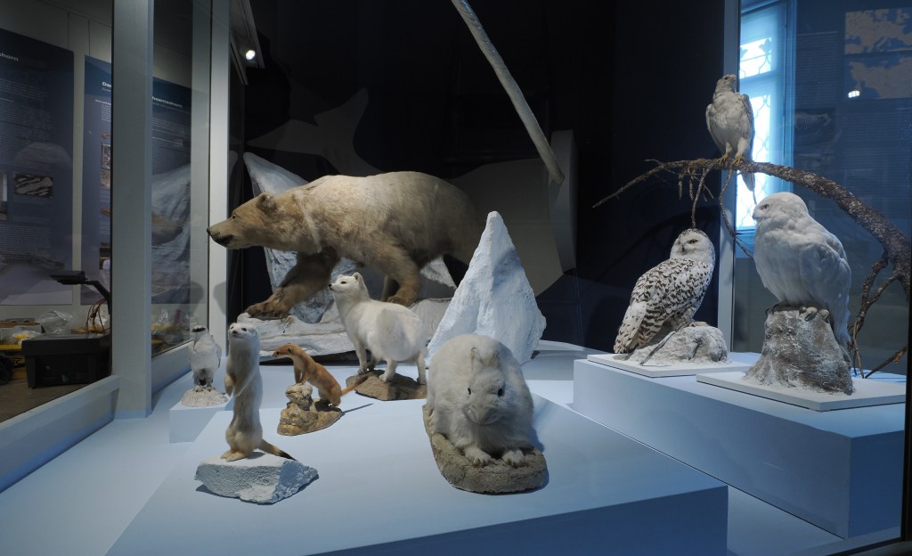 Winterferien-Angebote im Naturkunde-Museum Gera