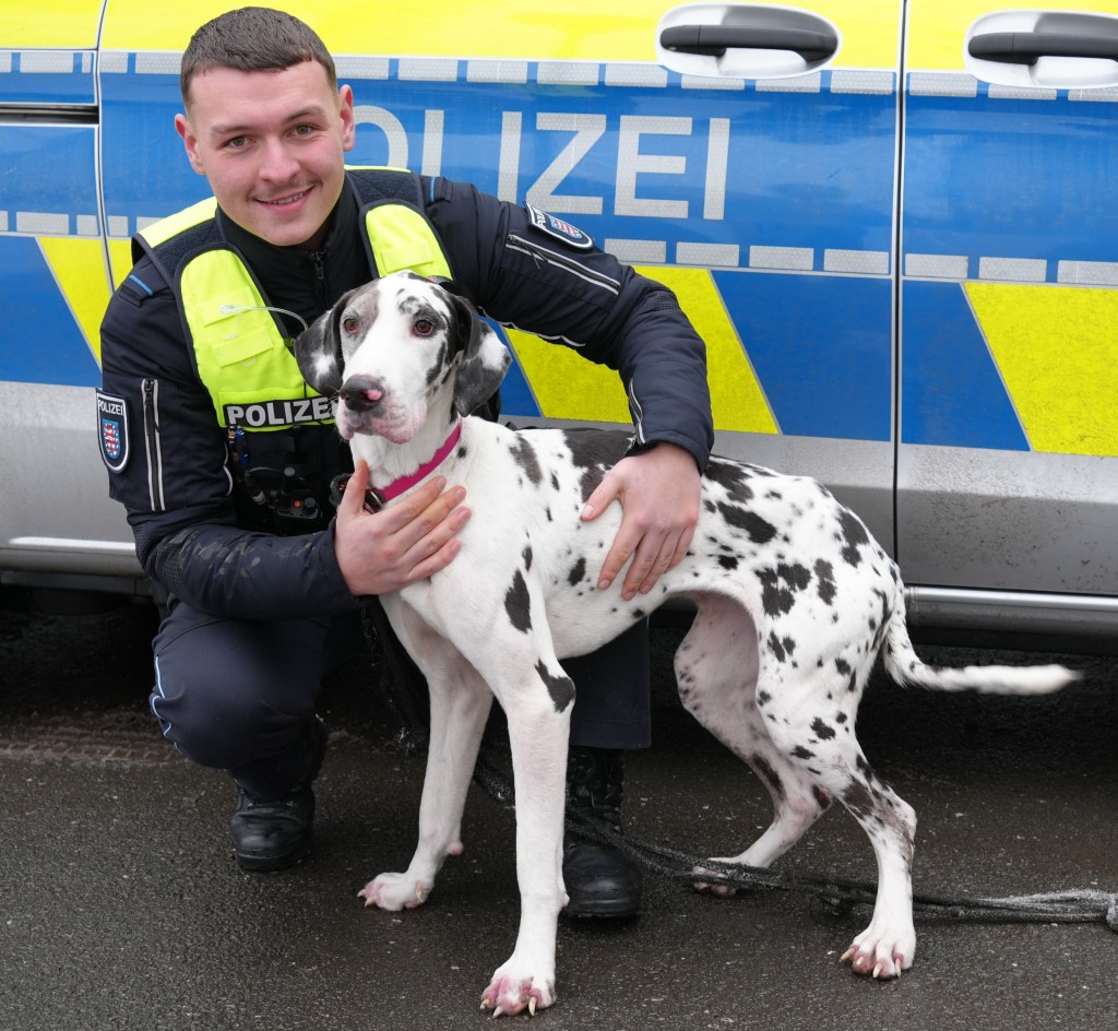 Herrenloser Hund in Erfurt in Obhut genommen