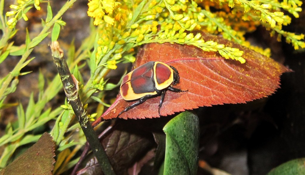 Originelle Valentinsaktionen im Altenburger&nbsp;Inselzoo