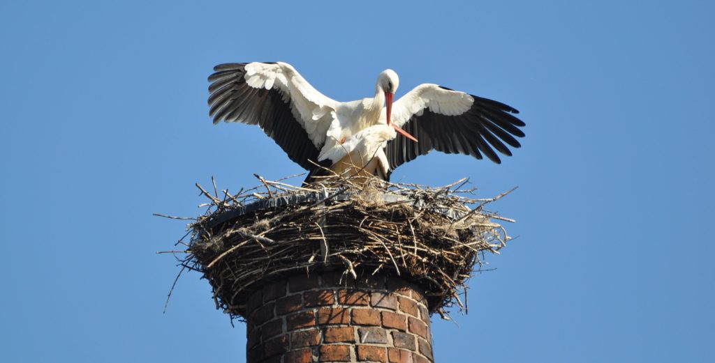 Immer mehr Weißstörche brüten in&nbsp;Thüringen