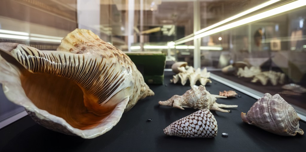 Nautilus pompilius – ein lebendes Fossil am&nbsp;Friedenstein