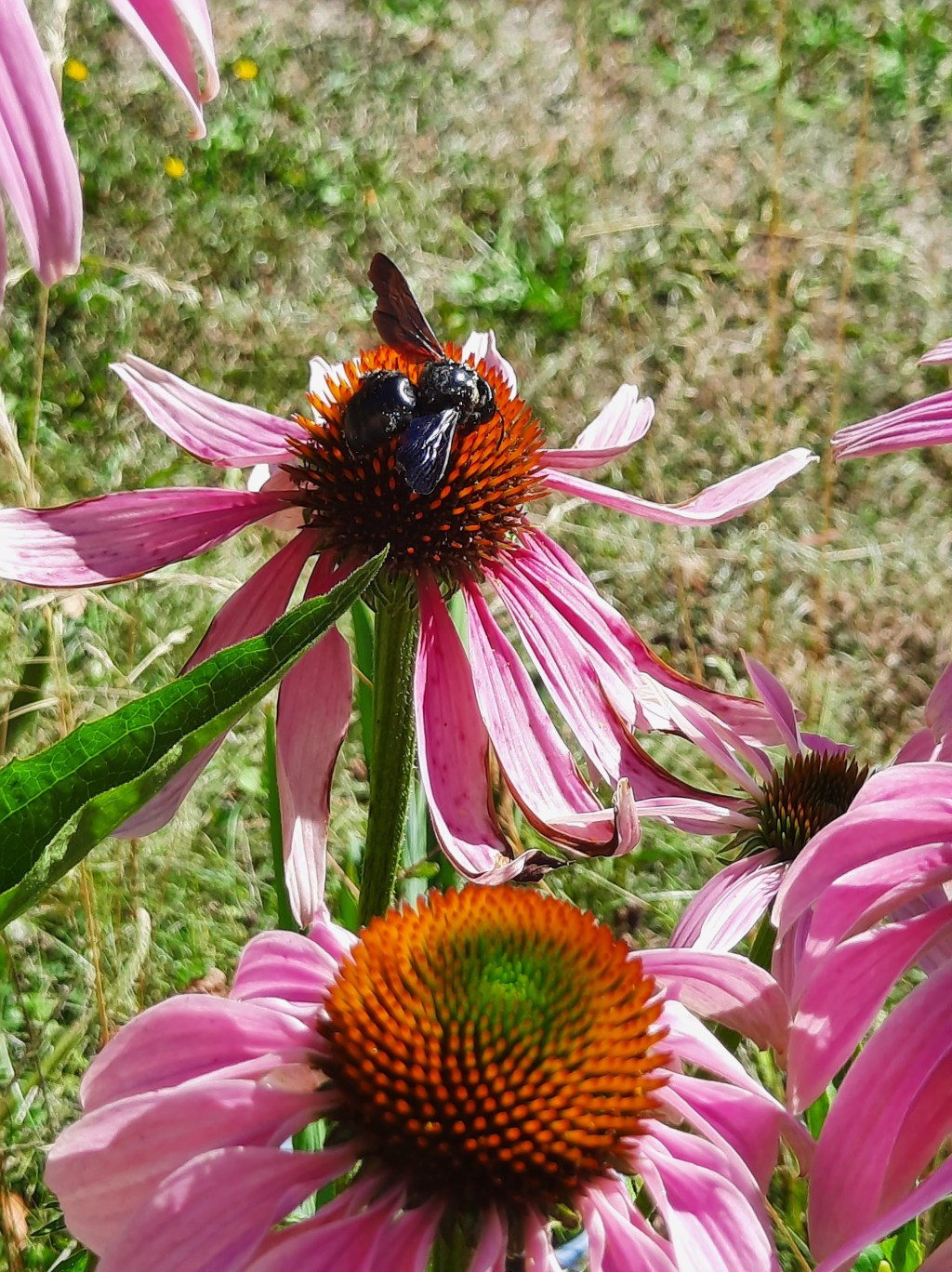 Blauschwarze Holzbiene im Garten&nbsp;entdeckt